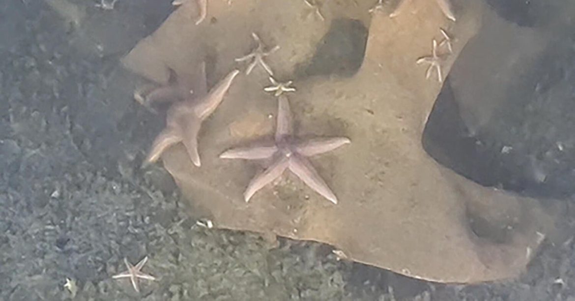 sub-discovers-unexploded-nazi-bombs-teeming-with-marine-life