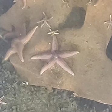 sub-discovers-unexploded-nazi-bombs-teeming-with-marine-life